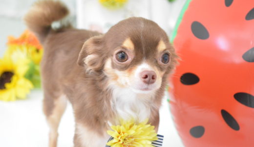 個性あふれるわんこ達🐕✨