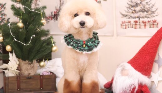 お客様からよく聞かれること🐶