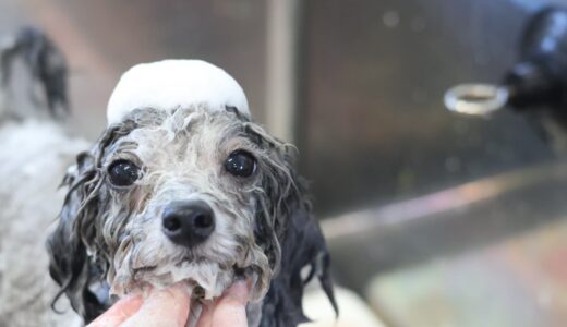 ローズパック値上げのお知らせ🌹
